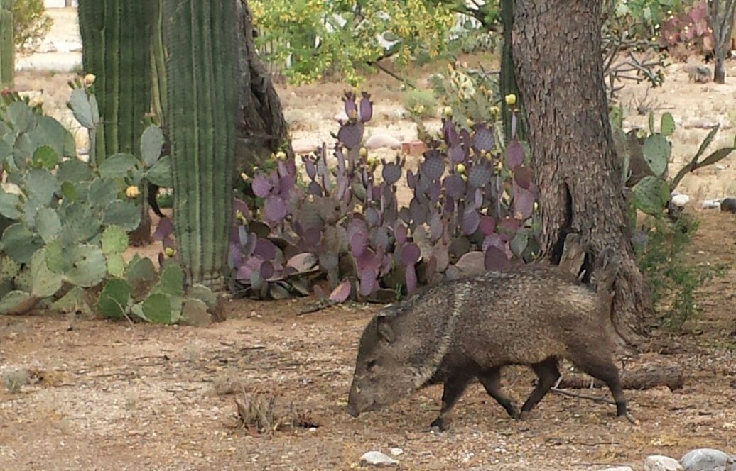 javelina